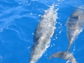 Frauen Segeln: Delphine begleiten den Katamaran
